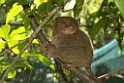 Bush Baby Bohol_PHI4188